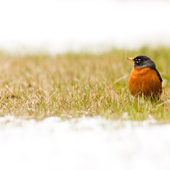 Meet your Posher, Mimi - Picture 1 of 1